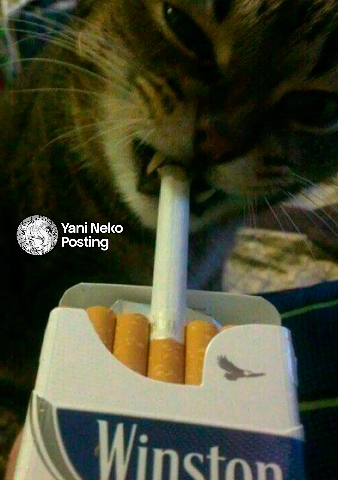 NICOTINEKO capítulo 115, página 5