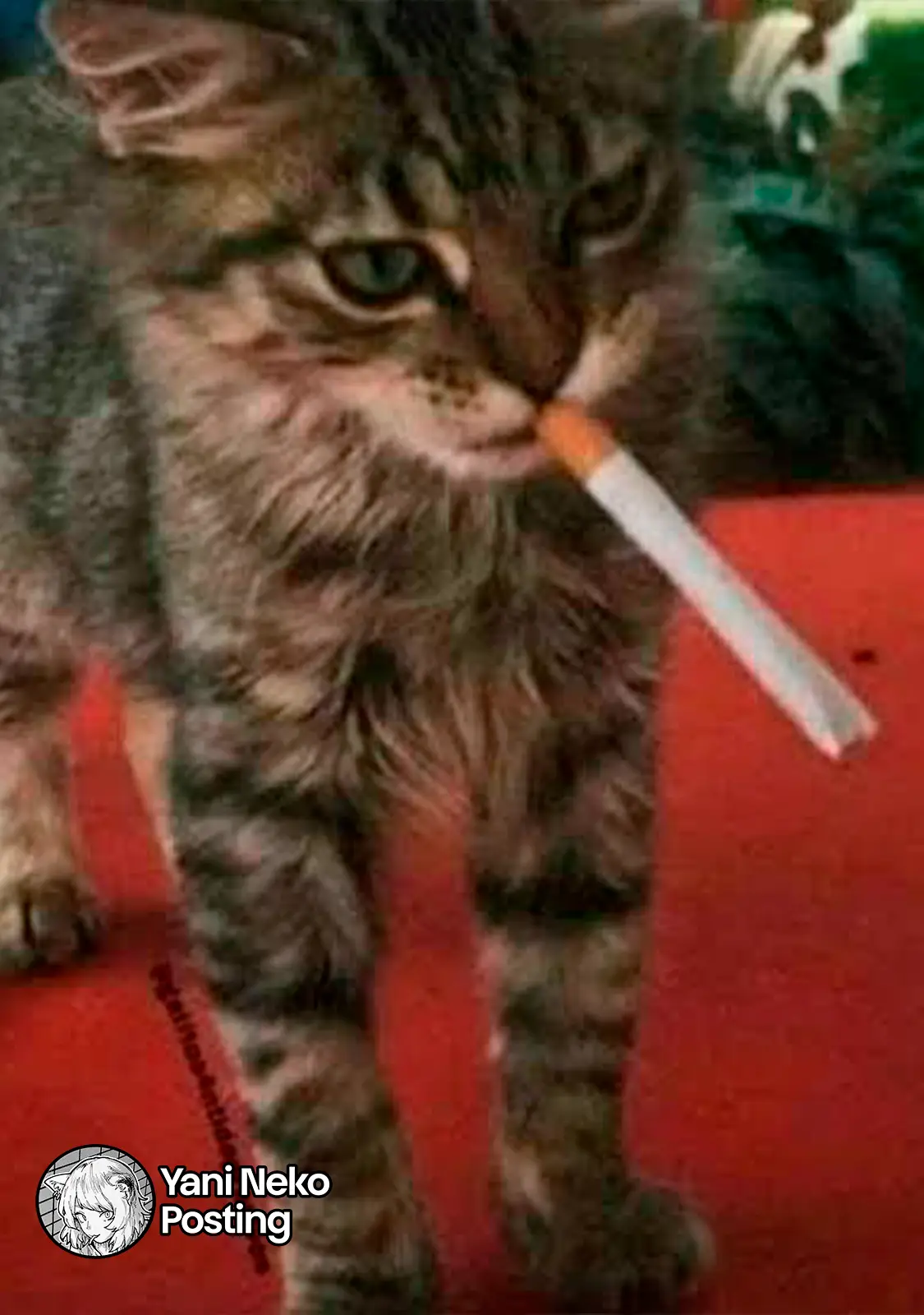 NICOTINEKO capítulo 146, página 5