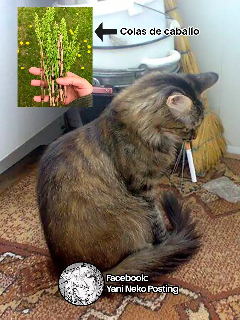 NICOTINEKO capítulo 13, página 5