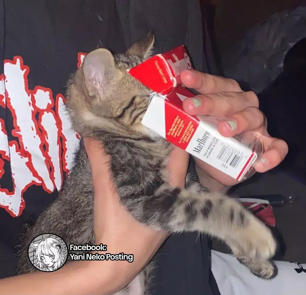 NICOTINEKO capítulo 16, página 5