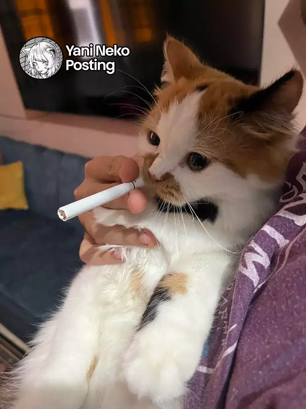 NICOTINEKO capítulo 23, página 5