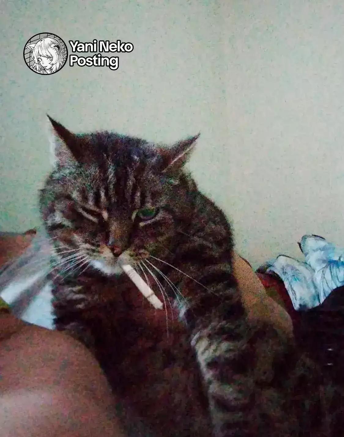 NICOTINEKO capítulo 41, página 7