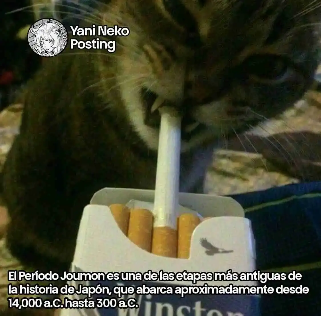 NICOTINEKO capítulo 57, página 11