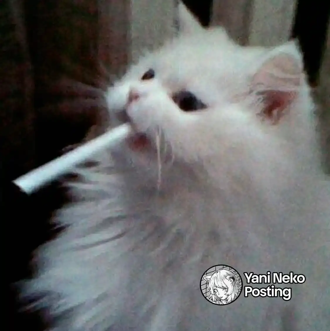 NICOTINEKO capítulo 60, página 5