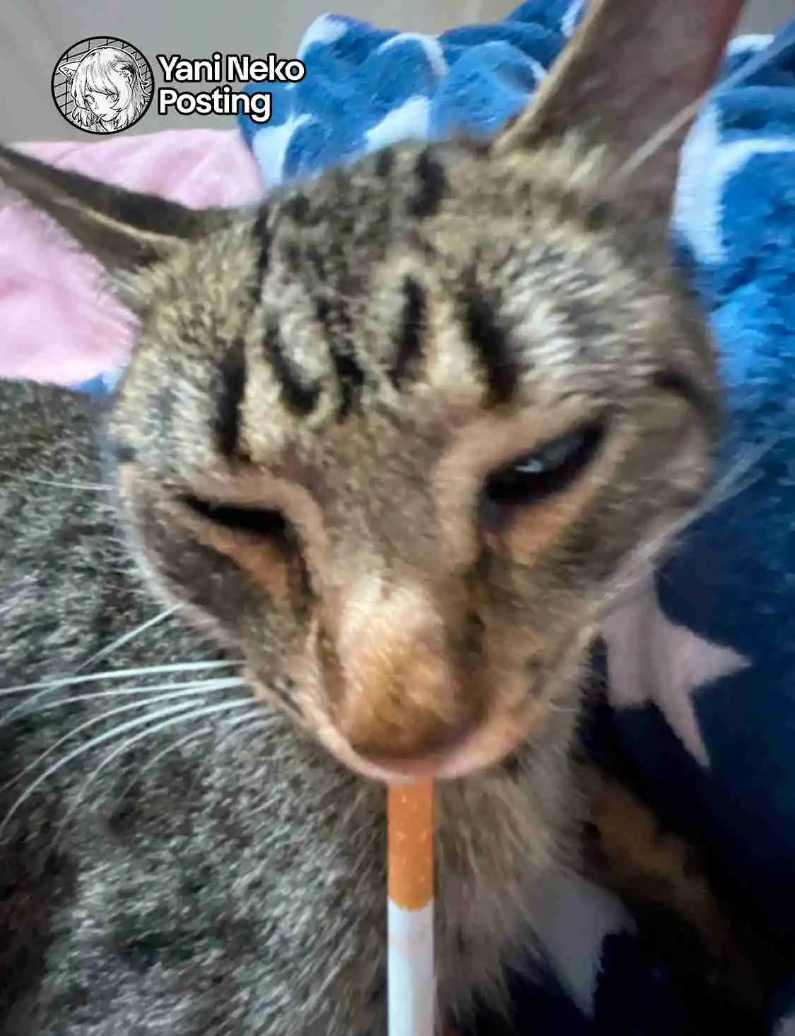 NICOTINEKO capítulo 84, página 5